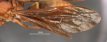 Media type: image;   Entomology 33139 Aspect: Wing front